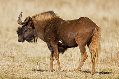 Black Wildebeest Shot Placement