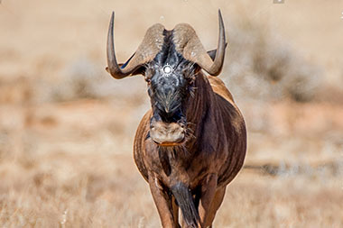 Black Wildebeest Shot Placement