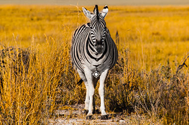 Zebra Shot Placement