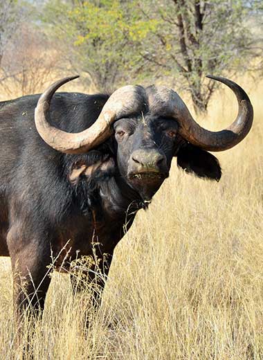 加入Tinashe Outfitters在南非狩猎非洲水牛