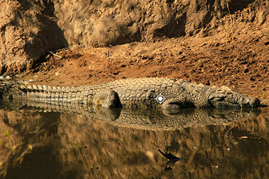 Crocodile Shot Placement 