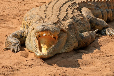 Crocodile Shot Placement