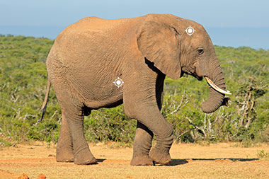 Elephant Shot Placement