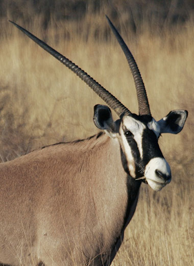 加入Tinashe Outfitters在南非狩猎大羚羊