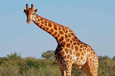 Shot Placement when Hunting Giraffe 