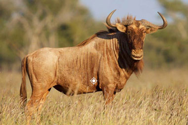 Hunting Golden Wildebeest with Tinahse