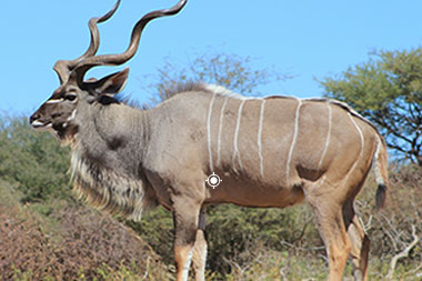 Kudu Hunting Shot Placement
