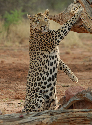 加入Tinashe Outfitters在南非狩猎豹