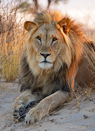 加入 Tinashe Outfitters在南非狩猎狮子