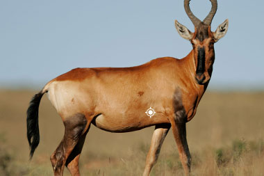 Hunting Red Hartebeest with Tinashe