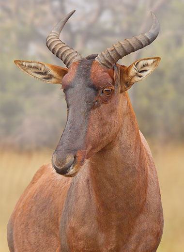 加入Tinashe Outfitters在南非狩猎转角牛羚