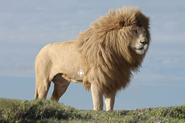 Hunting White Lion in South Africia