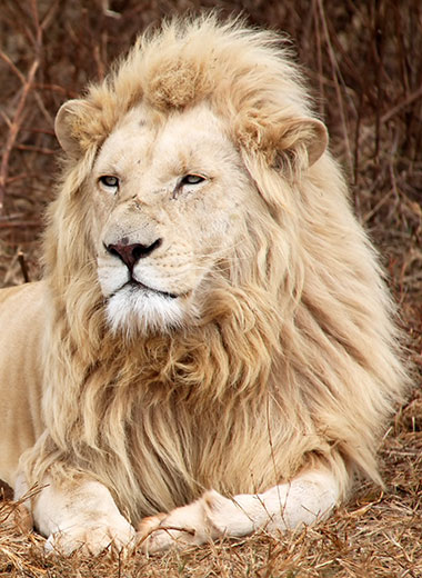 加入Tinashe Outfitters在南非狩猎白狮