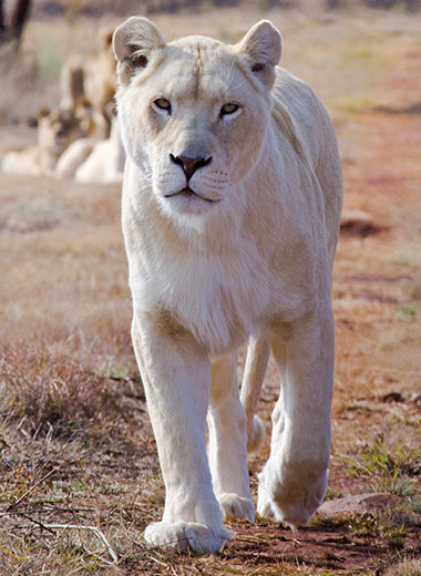 加入Tinashe Outfitters在南非狩猎白狮