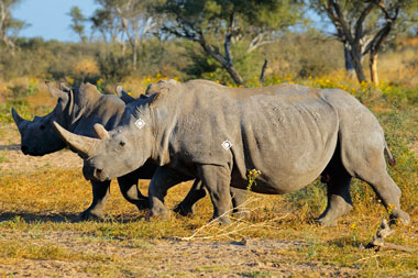 Rhino Hunt Shot Placement